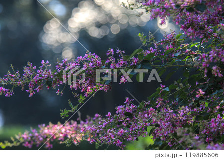 ハギの花 119885606