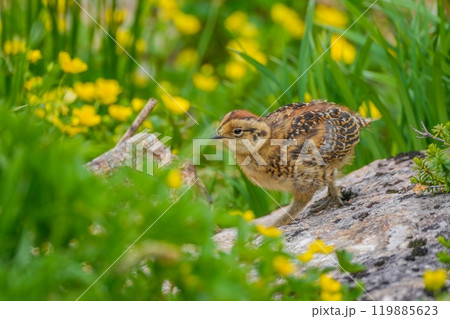 一人で元気に動き回るライチョウの雛 119885623