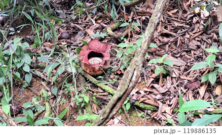 世界最大の花ラフレシア5 世界最大の花ラフレシア5 119886135