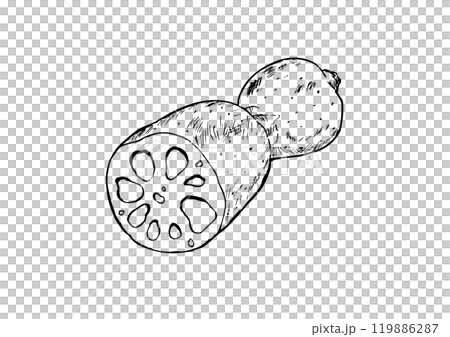 Whole lotus root line drawing 119886287