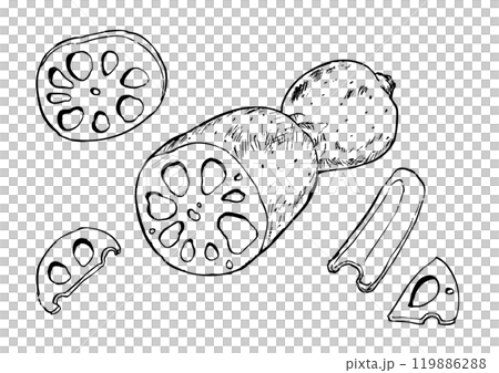 Lotus root line drawing set Lotus root line drawing set 119886288