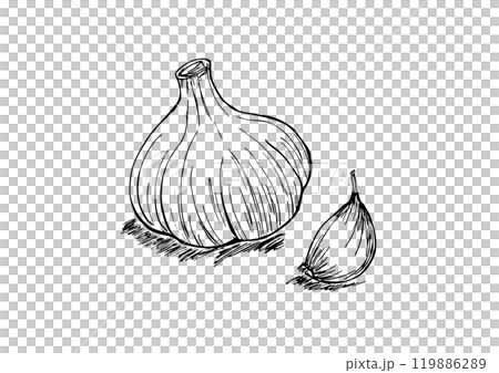 A whole garlic clove, line drawing A whole garlic clove, line drawing 119886289
