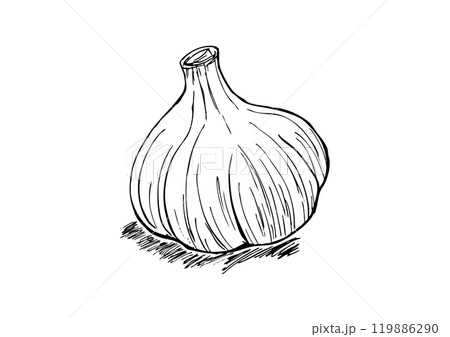 にんにく丸ごと 線画 にんにく丸ごと 線画 119886290