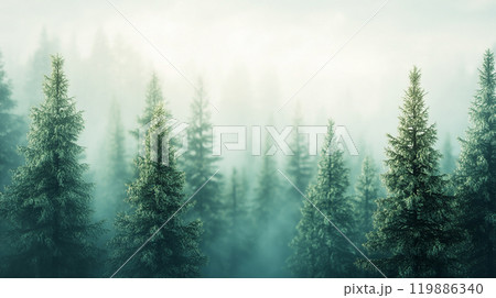霧に包まれた幻想的な針葉樹の森 霧に包まれた幻想的な針葉樹の森 119886340