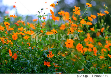 代々木公園 キバナコスモスの花 代々木公園 キバナコスモスの花 119886549
