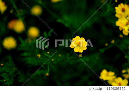 代々木公園　キバナコスモスの花 119886552