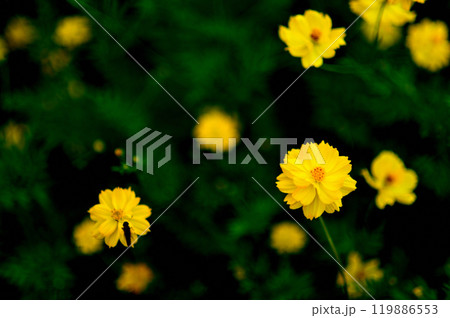 代々木公園　キバナコスモスの花 119886553