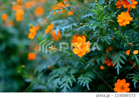 代々木公園 キバナコスモスの花 代々木公園 キバナコスモスの花 119886573