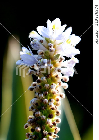 ポンテデリアの花 119886574