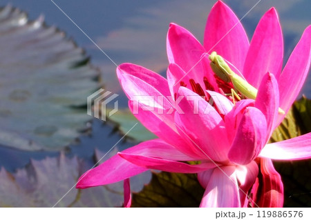 スイレンの花に潜むカマキリ スイレンの花に潜むカマキリ 119886576