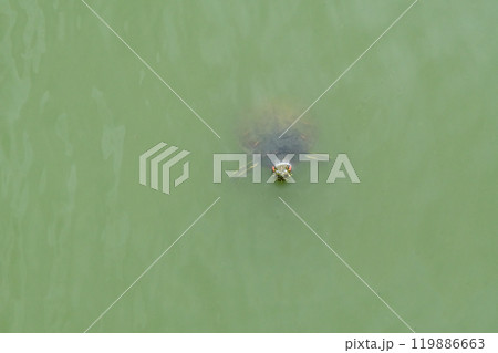 緑色の池にポッカリ浮いて、こちらを見ているアカミミガメ 緑色の池にポッカリ浮いて、こちらを見ているアカミミガメ 119886663