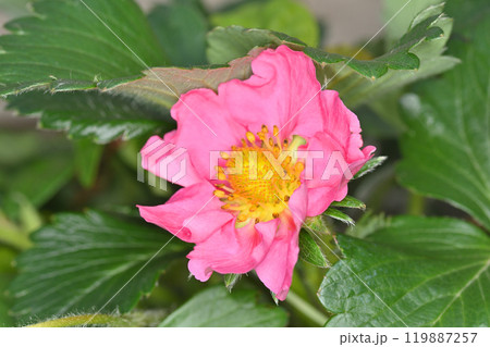 天空の農園のイチゴの花 天空の農園のイチゴの花 119887257