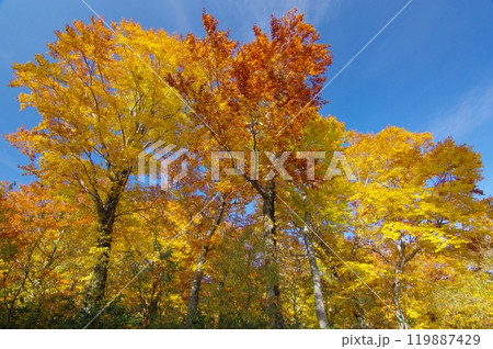 紅葉の立ち木 119887429