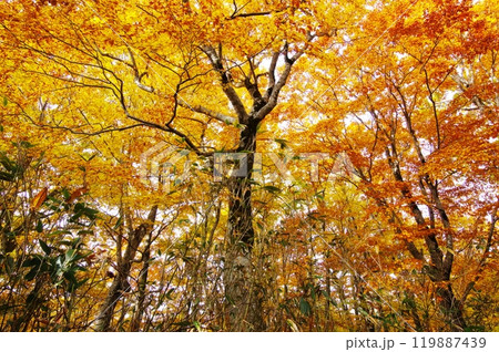 舞う紅葉するブナ樹 舞う紅葉するブナ樹 119887439