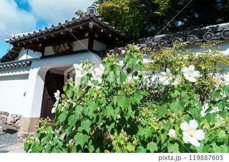 天龍寺七福神　水摺大弁財天　夏の慈済院の龍宮門 119887603