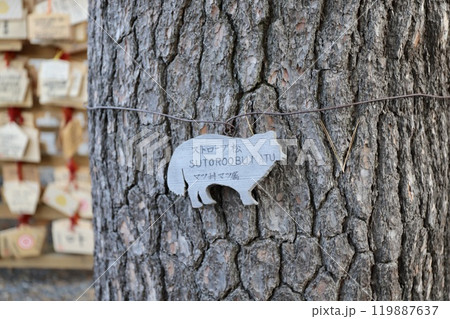 絵馬掛所の近くにあるストローブ松の樹木名プレート 119887637