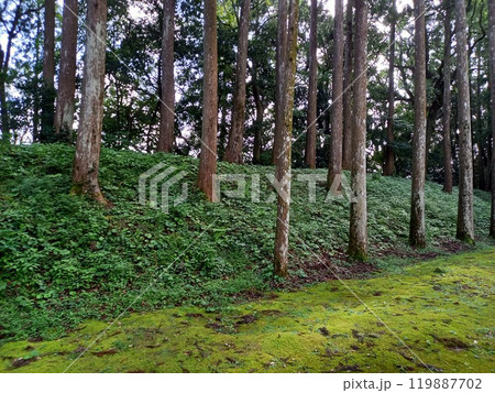 飫肥城　土塁 119887702