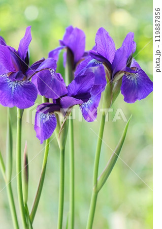 アヤメ 青紫色の花 日本的 アヤメ 青紫色の花 日本的 119887856