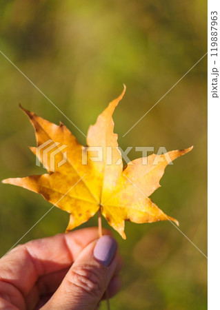 A woman's hand holds an autumn yellow dry maple leaf. 119887963