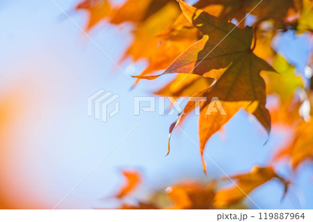 A frame of yellow and orange maple leaves against a blue sky on an autumn sunny day in October. 119887964