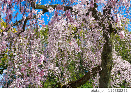 京都御苑　出水のしだれ桜（京都府京都市上京区） 119888251