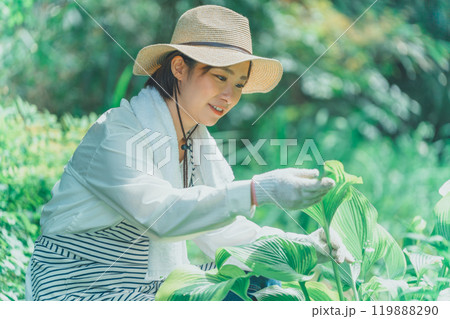 ギボウシリーフと花き農家 119888290