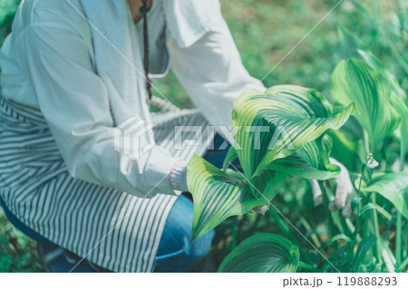 ギボウシリーフと花き農家 119888293