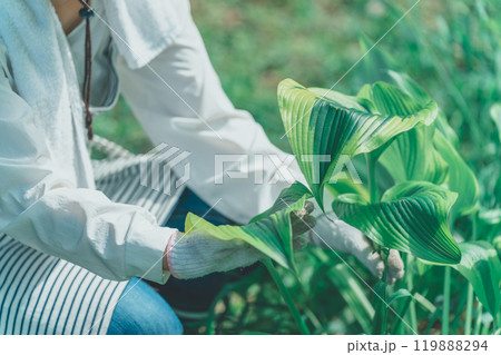 ギボウシリーフと花き農家 119888294