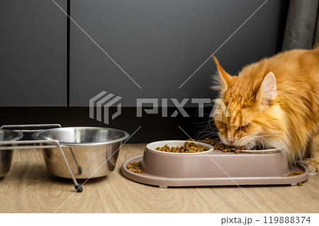 A large, well-groomed and beautiful red Maine Coon cat eats dry cat food from a bowl. 119888374