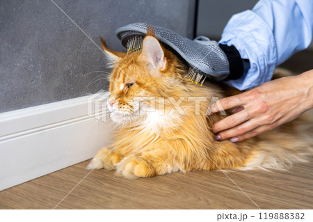 Closeup of woman combing fur Maine Coon cat with brush on the floor. Female taking care of pet Closeup of woman combing fur Maine Coon cat with brush on the floor. Female taking care of pet 119888382