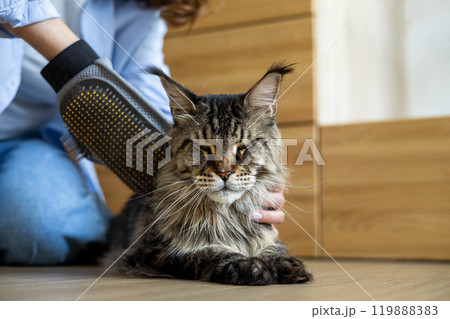Closeup of woman combing fur Maine Coon cat with brush on the floor. Female taking care of pet Closeup of woman combing fur Maine Coon cat with brush on the floor. Female taking care of pet 119888383