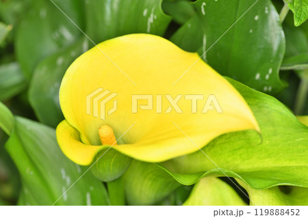 天空の農園のカラー 119888452