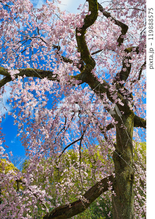 京都御苑 出水のしだれ桜(京都府京都市上京区) 京都御苑 出水のしだれ桜(京都府京都市上京区) 119888575