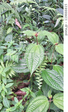 熱帯雨林で見つけた葉脈がきれいな植物 119888815