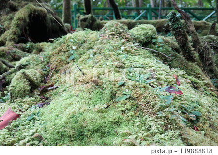 熱帯雨林のこけ 119888818