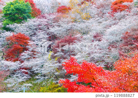 シキザクラと紅葉が美しい 川見四季桜の里 シキザクラと紅葉が美しい 川見四季桜の里 119888827