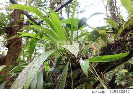 南国の木に寄生する植物 南国の木に寄生する植物 119888842