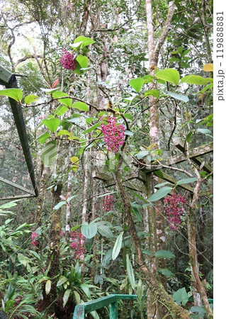 熱帯雨林で見つけた赤い実1 119888881