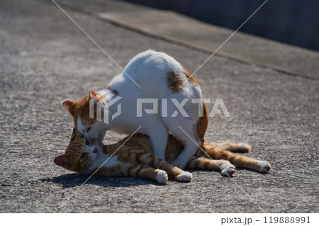 遊んでる二匹の猫 119888991