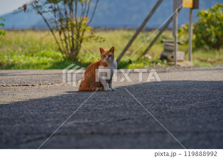 佐柳島の猫 佐柳島の猫 119888992