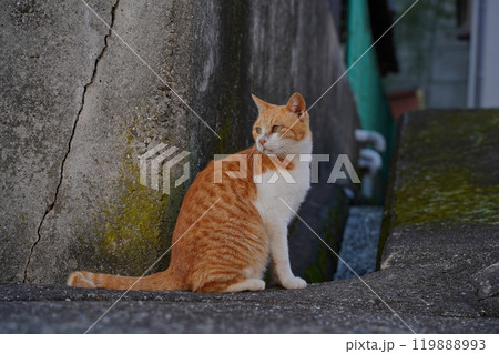 何かを見つめる茶トラの野良猫 何かを見つめる茶トラの野良猫 119888993