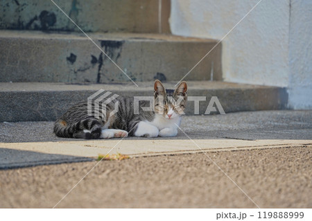 玄関先で昼寝する猫 119888999