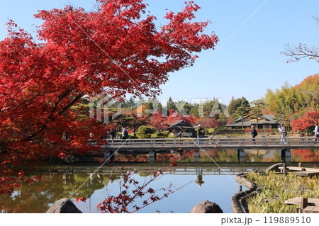 日本庭園の池をバックに映る紅葉 Momiji behind Japanese garden pond 119889510
