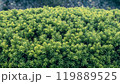 Japanese yew shrub plant with lush green foliage 119889525