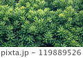 Japanese yew shrub plant with lush green foliage 119889526
