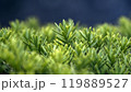 Japanese yew shrub plant with lush green foliage 119889527