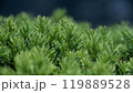 Japanese yew shrub plant with lush green foliage 119889528