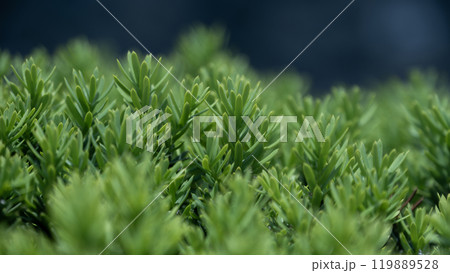 Japanese yew shrub plant with lush green foliage Japanese yew shrub plant with lush green foliage 119889528