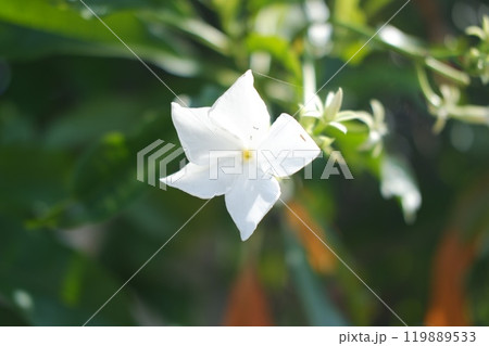 White flower on green leaves background 119889533