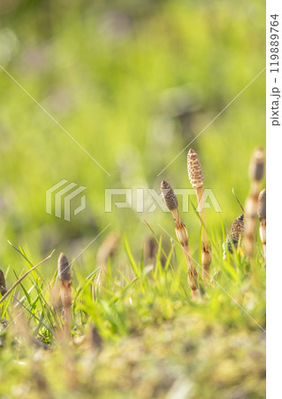 春の光を浴びて成長するつくし 春の光を浴びて成長するつくし 119889764